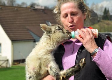 
              <p class="artikelinhalt">Elke Prezewowsky ist Ziehmutter für Flaschenkind "Baby". Das Lamm genießt derzeit die besondere Aufmerksamkeit der Dorfchemnitzerin. </p>
            
