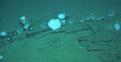 Walknochen liegen am Meeresgrund in der Diamantina-Zone im Indischen Ozean.