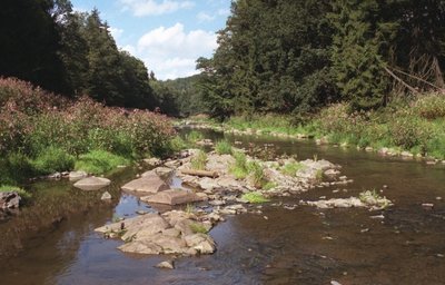 In der Ausleitungsstrecke der "Steyermühle" waren in der Freiberger Mulde nicht nur Geröllinseln, sondern auch sogenannte Neophyten zu sehen. Dabei handelt es sich um gebietsfremde Pflanzen. 