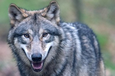 In der Region sind im Vogtland und im Erzgebirge schon mehrfach Wölfe gesichtet worden - auch mitten in Ortschaften.