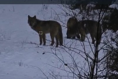 Das von Andreas Meier bei Muldenberg beobachtete Wolfsrudel.