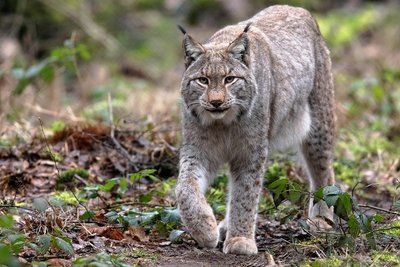 Zu zwei Vorträgen über den Luchs wird in die Naturschutzstation im Riedelhof in Eubabrunn eingeladen.