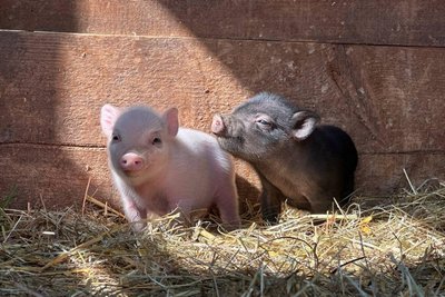 Zwei der neun Minischweinbabys im Auer Zoo der Minis.