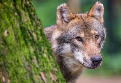 Fotografiert wurde der Wolf nicht, der nahe Heinersgrün Beute machte. Da er jedoch vermutlich durch halb Europa zog, muss es sich um ein stattliches Tier wie dieses gehandelt haben. 