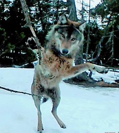 Bitte recht freundlich: Wenn der Wolf eine Wildkamera entdeckt. 