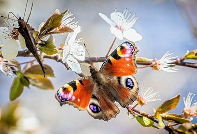 Ein Tagpfauenauge saugt Nektar aus den Blüten eines Baumes. 