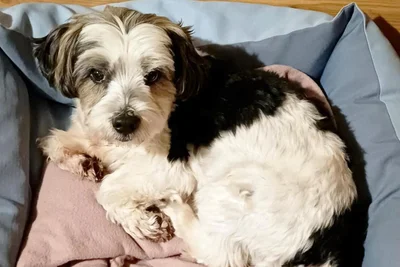 Ein Bild aus glücklichen Tagen: Malteser-Mischling Helmut im trauten Heim bei Familie Meister. Jetzt sitzt er im Tierheim.