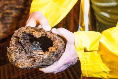 Historischer Fund: Der Zylinder einer alten Pumpe zur Wasserhaltung aus dem Mittelalter. Wie der Kolben besteht er aus Tannenholz.