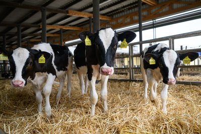 Beim "Tag des offenen Hofes" wollen Bauern vielerorts in Deutschland über ihre Arbeit informieren - auch über die Tierhaltung. 