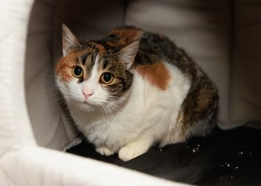 Erkennt sie jemand wieder? Diese Katze wurde verletzt im Erzgebirgsklinikum gefunden. Zurzeit wird sie im Tierheim versorgt. 