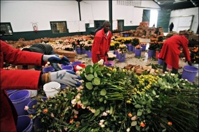 Der durch die Vulkanaschewolke aus Island gestörte Flugverkehr in Europa hat auch gravierende Folgen für die kenianische Blumenindustrie. Seit Donnerstag konnten die Hersteller tausende Schnittblumen nicht mit Flugzeugen nach Europa verschicken.
