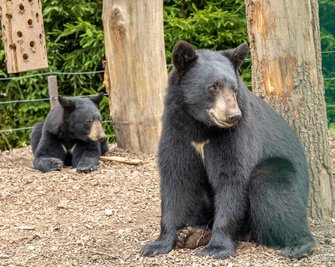 Falkensteins Tiergarten - hier die Schwarzbären - bekommt im Internet einen digitalen Rundgang. Die Texte, Töne und Fotos machen die Einrichtung für Menschen mit Behinderung besser zugänglich. 