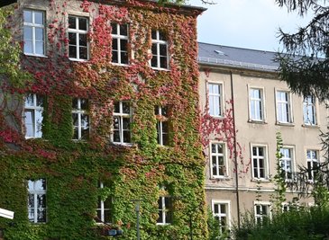 Fassadengrün an der Gablenzer Oberschule. Der Stadtrat will nach dem Vorbild anderer Städte Privateigentümer und Mietergemeinschaften bei ähnlichen Vorhaben künftig finanziell unterstützen. Foto: Andreas Seidel