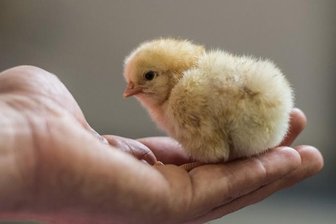 88.000 Küken sollen jährlich in der neuen Geflügelzuchtanlage heranwachsen -