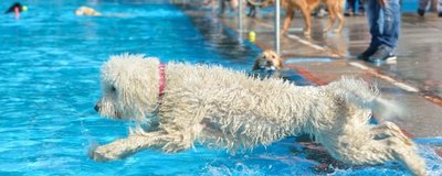 So wie Goldendoodle-Hündin Leonie fühlen sich Hunde meist pudelwohl im Wasser. In Lugau findet darum nach dem Abschluss der Badesaison für die Zweibeiner wieder ein Hundebaden statt.