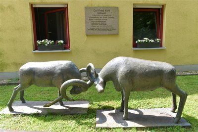 Die kämpfenden Widder im Freiberger Tierpark.