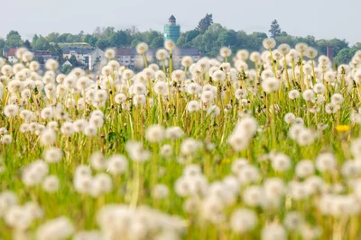 Blumenwiese in Weiß, im Hintergrund der Neundorfer Wasserturm.
