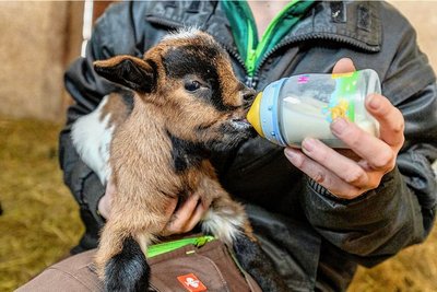 Da Mama Daisy nicht genug Milch hat, um alle ihre vier Sprösslinge zu ernähren, muss bei den Ziegenkindern mit der Falsche zugefüttert werden.  