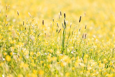 Auf dieser Wiese mischen sich Gräser mit dem Grasblättrigen Hahnenfuß.