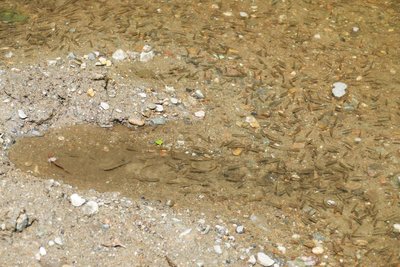 Flussbäder in der Zschopau waren früher keine Seltenheit. Jetzt gibt es auch so einige wunderschöne Fleckchen zu entdecken.