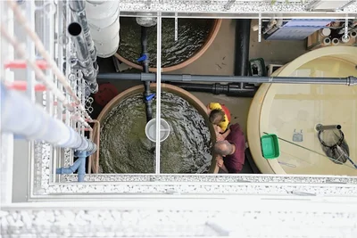 zuviel dünger Purgrün Bio-Heidelbeerdünger 1 Liter