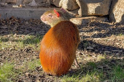 Bisher lebten diese Goldagutis zusammen mit den Totenkopf-Affen in einem Gehege, jetzt bleiben die Nagetiere allein zurück.