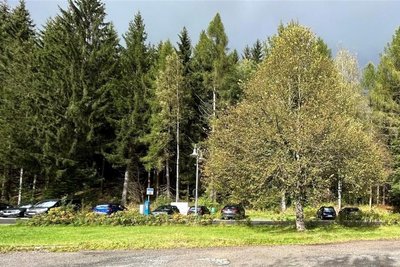 Die Einheitslinde in Erlabrunn hat sich in der Ortsmitte zu einem prächtigen Baum entwickelt.