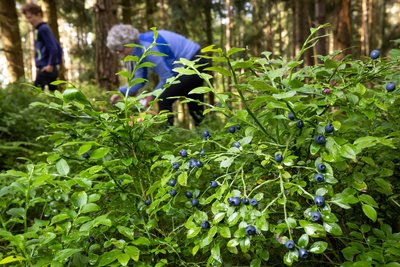 Eine Wildfrucht, die gerade Saison hat und sich außer zum sofortigen Verzehr zum Beispiel zu Kuchen oder Klößen verarbeitet lässt: Die Schwarzbeere, wie die Heidelbeere vielerorts im Vogtland heißt.