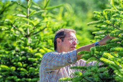 Forstunternehmer Eberhard Hennecke arbeitet an Tannen auf seiner Plantage im Sauerland. Schon gut ein halbes Jahr vor Weihnachten blickten die Baumerzeuger optimistisch auf das Fest. 
