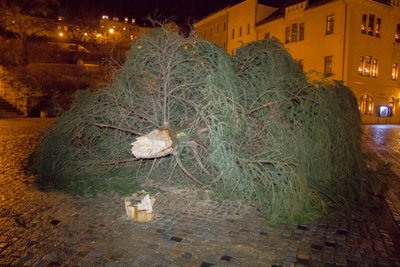 Der Weihnachtsbaum auf dem Markt in Hohenstein-Ernstthal hielt dem Sturm nicht Stand. 