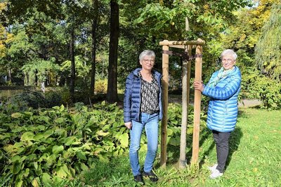 Heike Albert (rechts) und Ines Reißmann vom Förderverein Parkanlagen Reichenbach schauen sich die Baumspenden im Stadtpark an. 