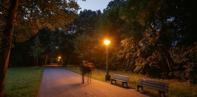 Hauptweg im Stadtpark nahe dem Zugang an der Scheffelstraße im August 2016