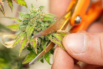 Ernte einer reifen Cannabispflanze.