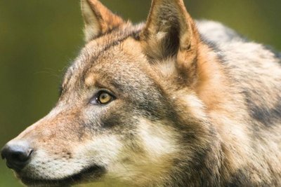 „Wölfe interessieren sich nicht für die Menschen“, versichern die Experten des zuständigen Landesamts in Sachsen. Der Angriff von Hamburg ändert an dieser Einschätzung wenig.