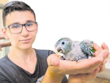 Zwergaras: Bei den seltenen Tieren gab es Nachwuchs.
