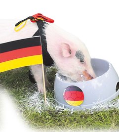 Mikroschwein Joe: Fraß einmal aus dem falschen Napf.