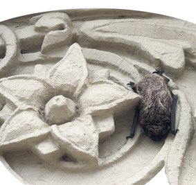 Fledermaus: Am Eingang der Redaktion ruhte sich das Tier aus.