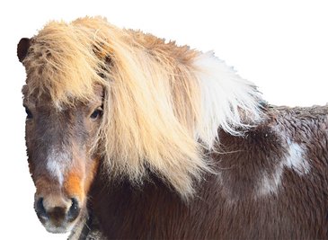 Pony: Harras starb, weil Besucher ihm falsches Futter gaben.