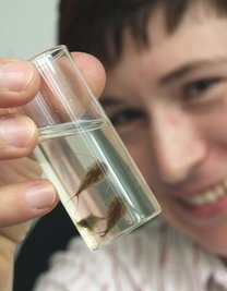 Thorid Zierold vom Naturkundemuseum zeigt die Triops-Krebse, um deren Eier es geht.