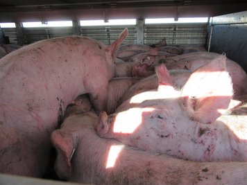 In diesem Transport waren zu viele Schweine untergebracht.
