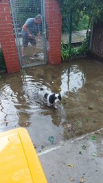 Land unter nach dem erneuten Gewitter am Mittwochnachmittag im Tierheim "Albert Schweitzer" in Freiberg. Ursache für die Überflutung war ein verstopfter Gully.