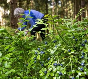 In diesem Jahr gab es viele Blaubeeren, allerdings offenbar kaum Sammler. 
