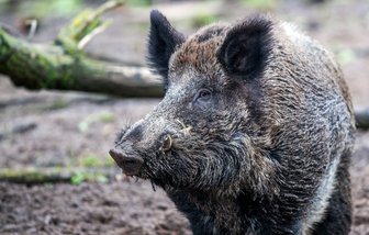 90.000 Euro Sachschaden durch Wildunfall bei Rossau - Das Schwein starb an der Unfallstelle, Personen wurden nicht verletzt.