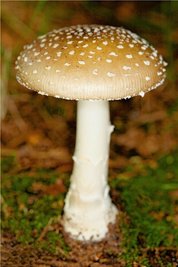 Pantherpilz 