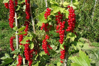 Unter anderem wachsen im Sommer Johannisbeeren auf dem Biohof Buschmühle in Köttwitzsch.