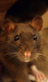 Schon länger im Tierheim in Pflege: insgesamt acht Ratten.