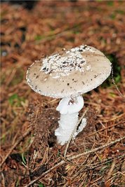Grauer Wulstling 