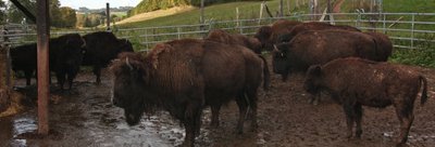 Bisongehege im Rehbachtal
