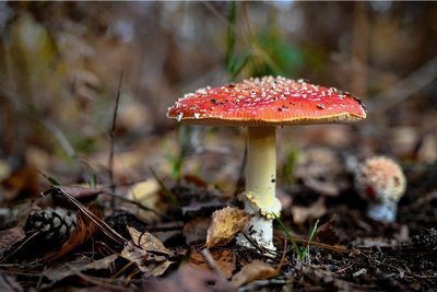 Roter Fliegenpilz 
