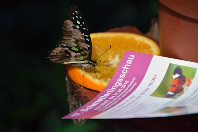 Mehr als 120 Schmetterlingsarten aus aller Welt gab es in Vergangenheit im Botanischen Garten in Chemnitz zu sehen. Die letzte Ausstellung fand vor sechs Jahren statt.